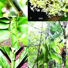 Image result for Flagellaria guineensis