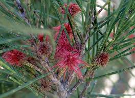 Image result for Casuarina littoralis