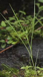 Image result for Iphigenia pauciflora