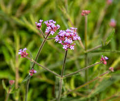 Вербена гибридная (verbena hybrida) вербена канадская (verbena canadensis) вербена жесткая (verbena rigida) Eisenkraut Lollipop Verbena Bonariensis Lollipop Gunstig Online Kaufen