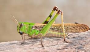 What Is The Difference Between Grasshoppers And Locusts James The Giant Peach Costume Bugs Insects Insect Species