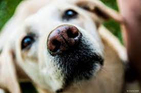 Maybe you would like to learn more about one of these? Verein Hundesportverein Dresden Neustadt