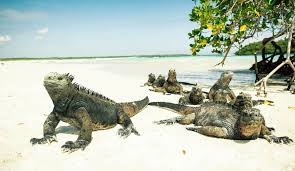 Discover galapagos and join the thousands who have made a lifetime of memories. Die Ecuadorianischen Anden Galapagos 13 Tage Rundreise