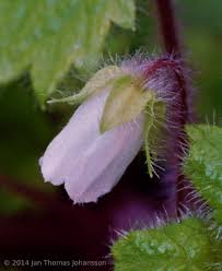 Image result for Ardisiandra wettsteinii