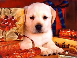 Wayfair.com has been visited by 1m+ users in the past month 53 Christmas Dog Desktop Wallpaper On Wallpapersafari