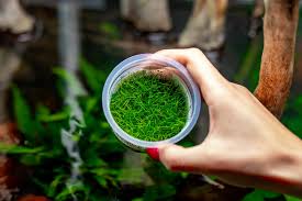 Image result for Eleocharis variegata