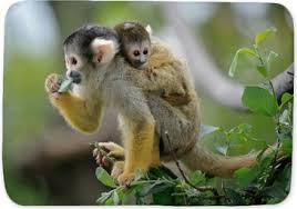 Miniature ceramic capuchin monkey funny animal cute little tiny small white black figurine statue decoration hand painted collectible figure. Squirrel Monkey With Its Baby Bath Mat Pixers We Live To Change