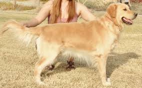 See more of glory's golden retriever puppies of texas on facebook. Golden Retrievers