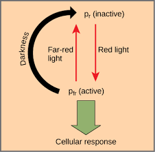 Why do plants grow best in red light. Plant Responses To Light Biology For Majors Ii