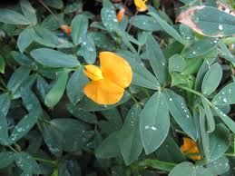 Image result for Arachis