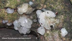 Clear jelly fungus on tree. Star Jelly The Mushroom Diary Uk Wild Mushroom Hunting Blog