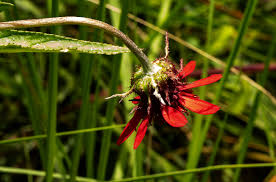 Image result for Erythrocephalum longifolium