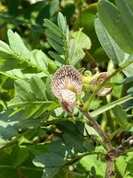 Image result for Ormocarpum kirkii