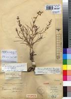 Image result for Ocimum fimbriatum