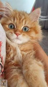 fotografiya koshachi fotografii milye kotiki zhivotnye