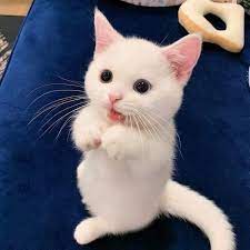 19 Photos Sweet Cats Draw Smiles Funny Cats Bring Laughter Cute Baby Cats Cute Cats Baby Cats