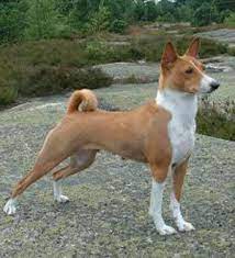 pin on basenji
