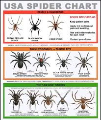 U S Poisonous Spiders Black Widow Brown Recluse Hobo