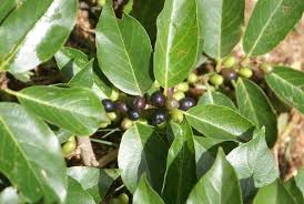 Image result for Bridelia duvigneaudii