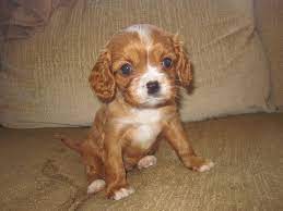Litter Of 7 Cavalier King Charles Spaniel Puppies For Sale In Dresser Wi Adn 2867 King Charles Spaniel Spaniel Puppies For Sale Cavalier King Charles Spaniel
