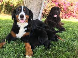 Check spelling or type a new query. Newfoundland Bernese Mountain Dog Mix Breed Information