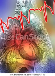 All of these organs belong to the systems in the human body which include the circulatory, respiratory, digestive, excretory, nervous and endocrine systems. Human Anatomy The Heart And Lungs Human Anatomy Diagram Of The Heart Lungs And Upper Torso Canstock