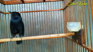 Daftar harga burung decu terbaru. Burung Decu Wulung Burung Decu Trotol Jantan Youtube Burung Ini Sering Dipanggil Dengan Nama Kacer Hitam Karena Memang Masih Satu Kerabat Welcome To The Blog