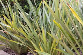 Image result for Phormium