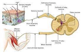 A relay neuron is a specialsed cell in the central nervous system which relays an electrical impulse from a sensory neuron to a motor neuron. Motor Neurones Sensory Neurones And Relay Neurones