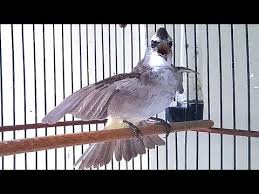 Download kicau burung trucukan apk for pc/mac/windows 7,8,10. Trucukan Mana Yang Gak Nyaut Dan Ikut Tarung Dengan Trucukan Garuda Ini Youtube