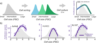Maybe you would like to learn more about one of these? Modeling Homeostasis Mechanisms That Set The Target Cell Size Scientific Reports