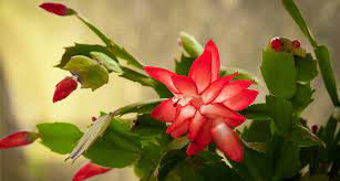 We draw one conclusion from the argument is christmas cactus poisonous to cats. Are Poinsettias Poisonous To Dogs And Cats A Pet Parent S Guide To Holiday Plants