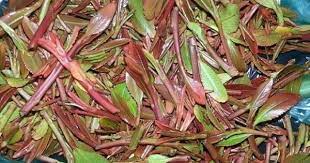 رؤؤؤؤؤؤؤؤؤؤؤؤؤؤعه القات asparagus vegetables food