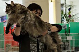 8 Jenis Baka Kucing Paling Mahal Di Dunia Kucing Paling Mahal Macam Kucing Kampung Jerr Sembang Eh Sembang