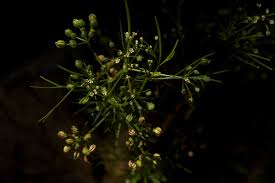 Image result for Apium leptophyllum