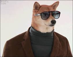 Search, discover and share your favorite gify gifs. Top 30 Cats Wearing Sunglasses Gifs Find The Best Gif On Gfycat