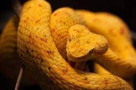 Snake Island Golden Lancehead Snake Island Is The Deadliest Place In The World Snake Types Of Snake Pit Viper