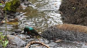 Image result for Secamone stuhlmannii