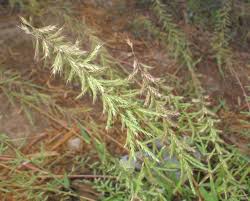 Image result for Dinebra