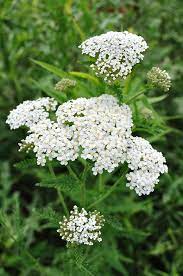 10 Beautiful White Flowering Perennials Yarrow Plant Perennial Herbs Medicinal Plants