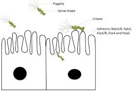 Natural Products For The Prevention And Management Of Helicobacter Pylori Infection Liu 2018 Comprehensive Reviews In Food Science And Food Safety Wiley Online Library