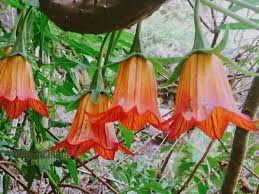 Image result for Canarina