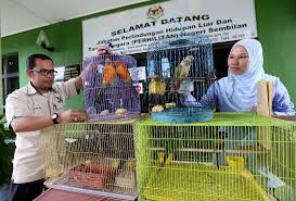 Negeri sembilan wildlife director, wan mat wan harun said the trap was installed on march 30 after the department received complaints from residents following an attack on a goat by a tiger. Berita Harian On Twitter Pengarah Jabatan Perhilitan Negeri Sembilan Wan Mat Wan Harun Kiri Menunjukkan Burung Jenis Sun Conure Dan Green Cheeked Parakeet Yang Dirampas Di Sebuah Premis Kediaman Di Port Dickson