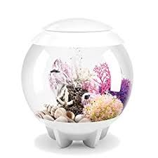 Betta fish are popular pets, but research shows that some may be incredibly bored. Best Betta Fish Tank Form Function Coolest Betta Tanks Reviewed