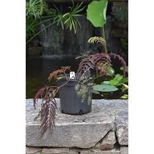 A spectacular new variety of silk tree comes from japan and is called summer chocolate®. Jc Raulston Arboretum
