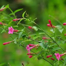 Image result for Jasminum beesianum