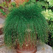 Image result for Isolepis