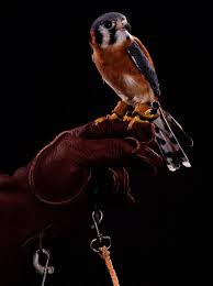 Prachtige Portretten Van Vogels Door Bob Croslin Froot Nl Nel 2021 Rapaci Falco