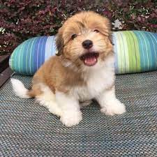 Cookies was from my first litter of havanese! Havanese Puppy For Sale In Houston Tx Adn 28696 On Puppyfinder Com Gender Male Age 9 Weeks Old Havanese Puppies Havanese Puppies For Sale Puppies