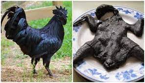 Black sumatra varian warna putih bersih. Ayam Cemani Csirke Chicken Breeds Black And White Chickens White Chicken Breeds